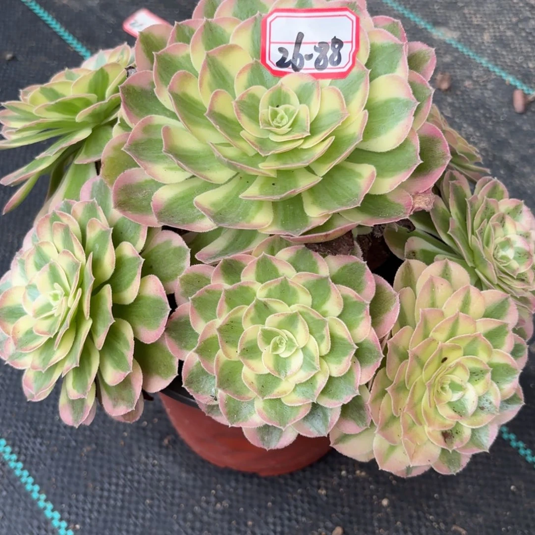 26-88玉滋多肉植物