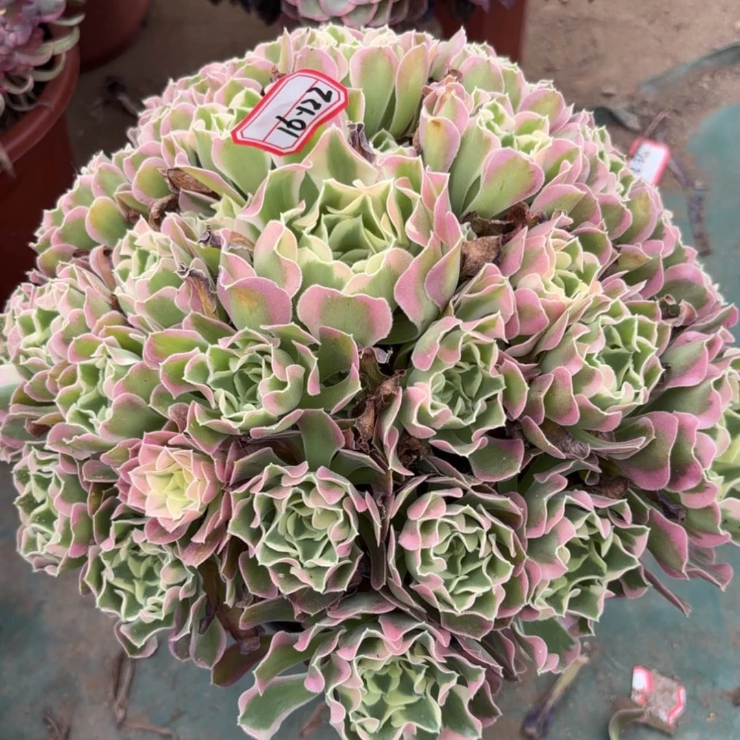 【闪购商品】16-122白粉多肉