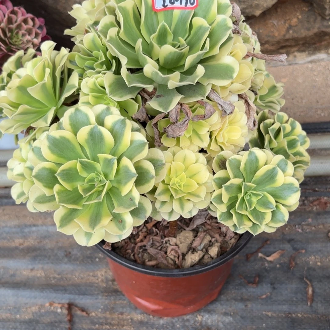 20-196绿豆沙多肉植物