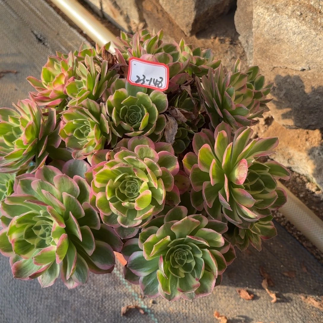 欧****饰23-148海王朵朵多肉植物