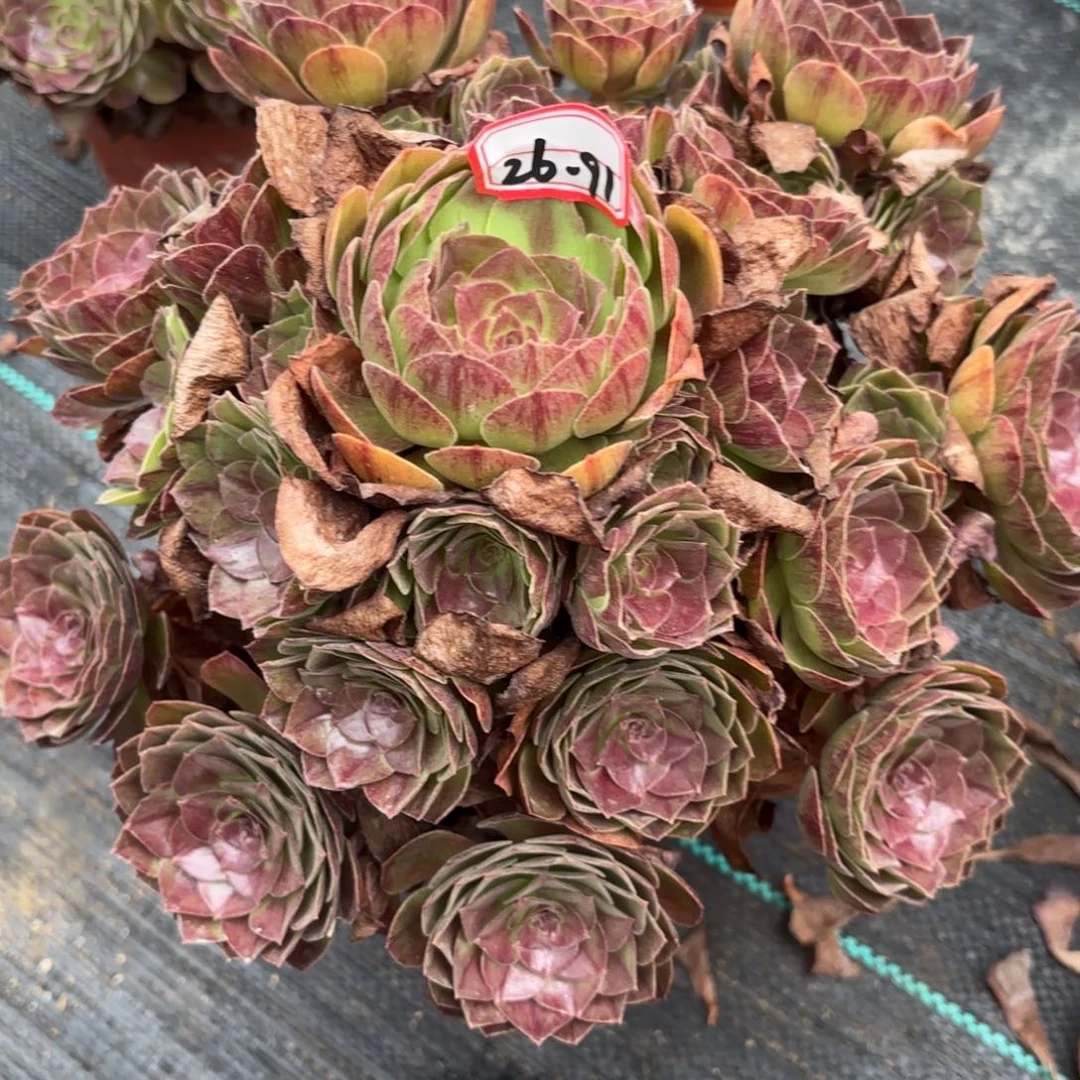 26-91黑膜多肉植物