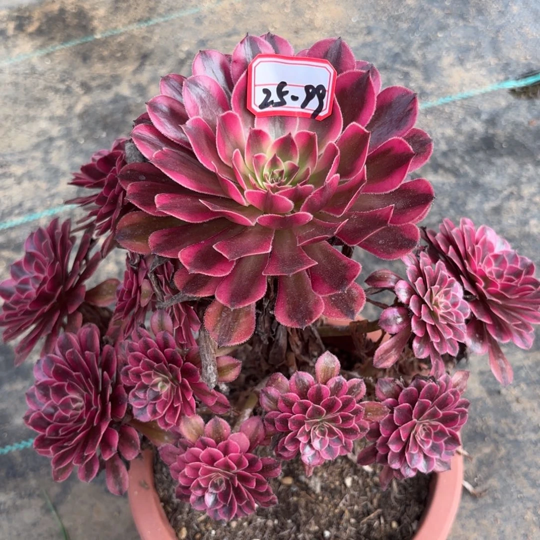 25-99黑瞳中班多肉植物