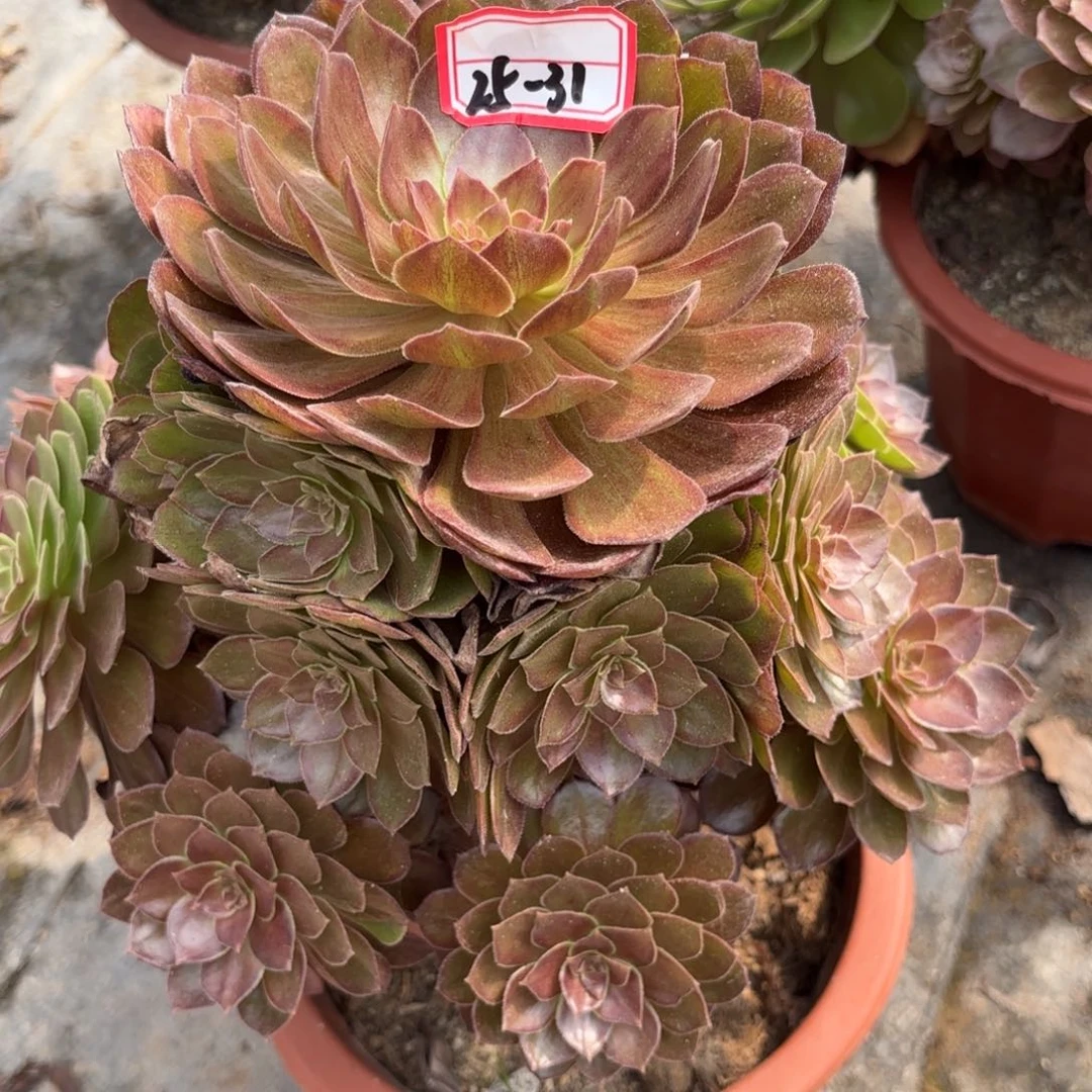 25-31万灰多肉植物