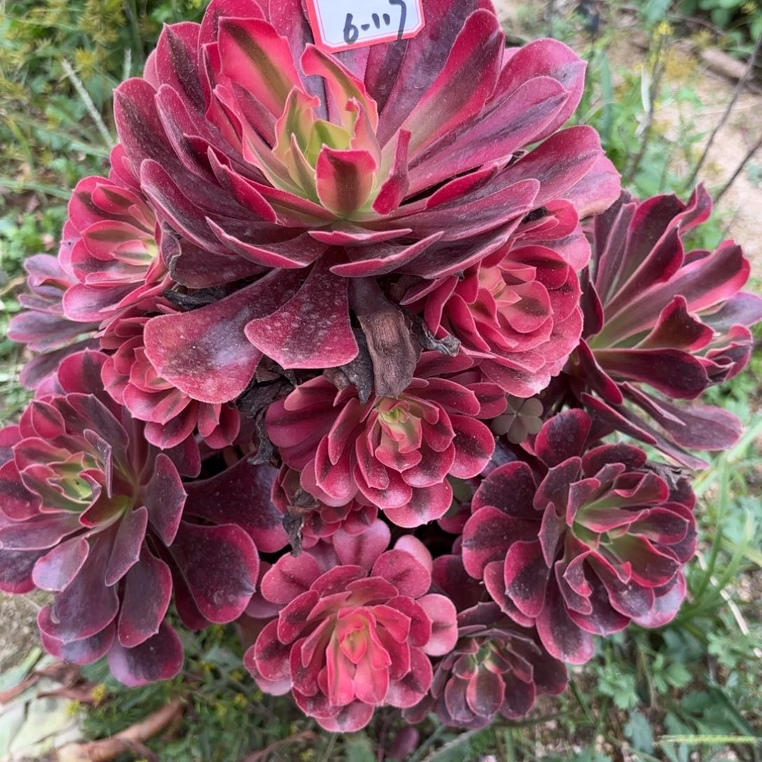 6-117凤冠多肉植物