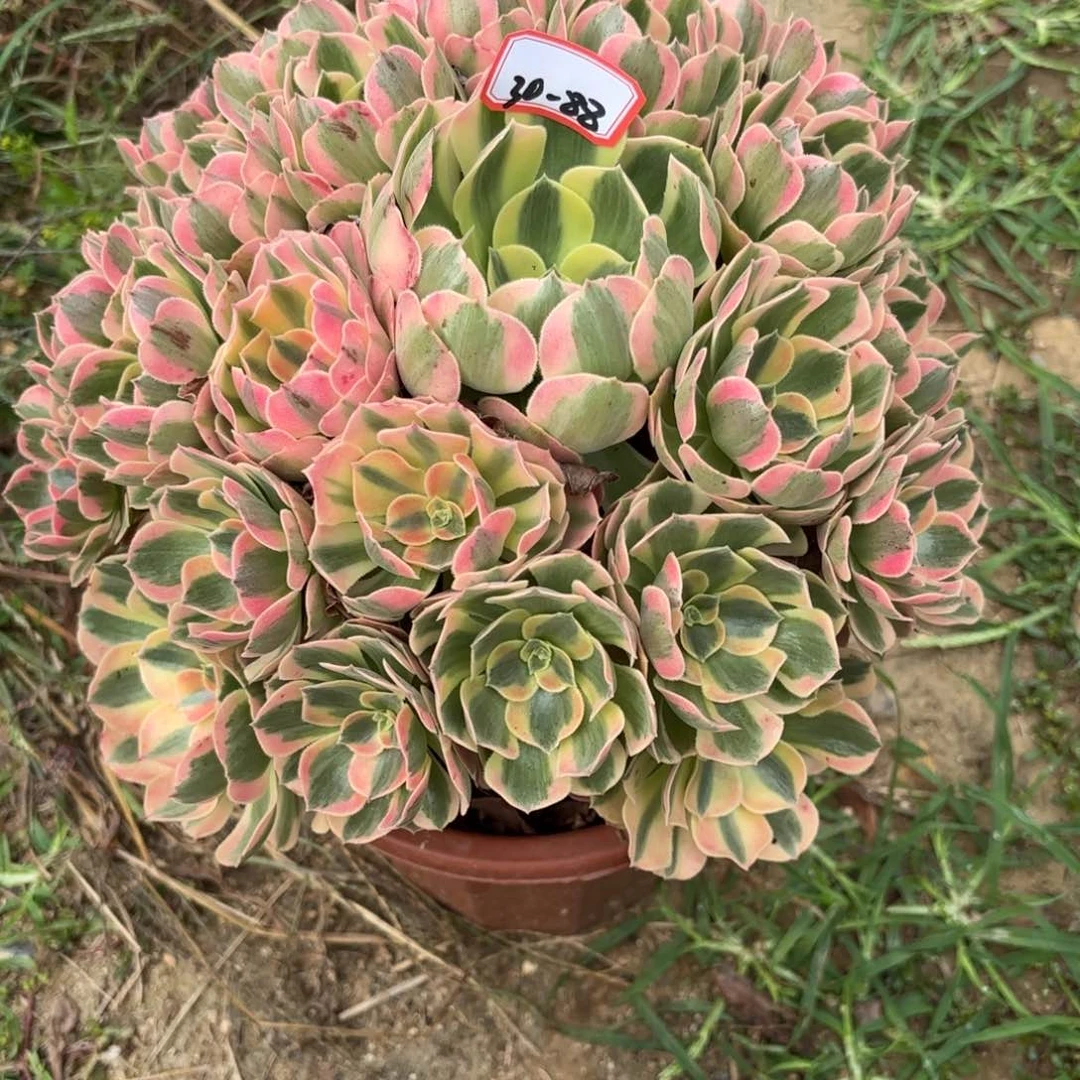 30-88粉女郎多肉植物