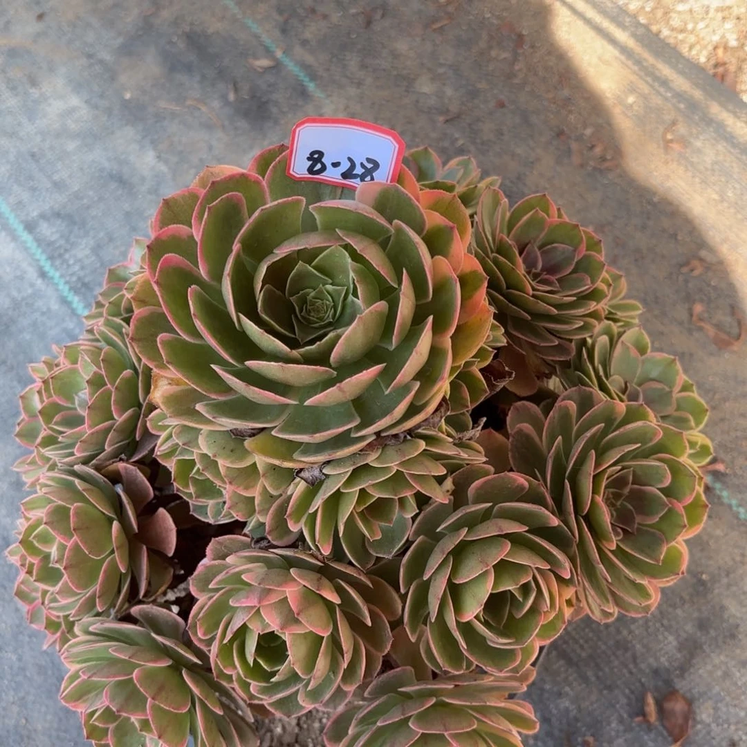 8-28粉花妖歪根子多肉植物