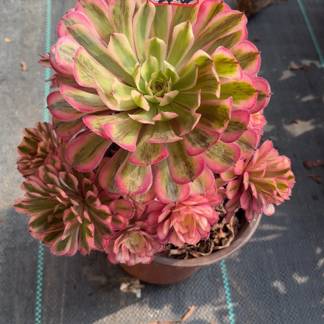 24-82白月光多肉植物