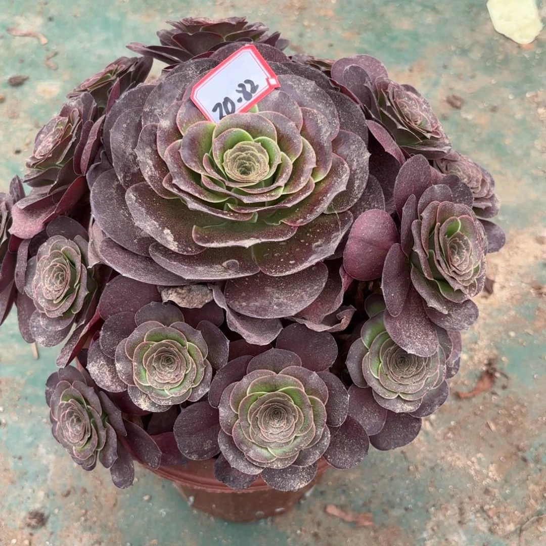 30-82美金多肉植物