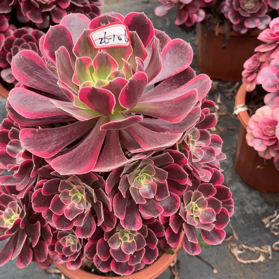 a***定26-106凤冠多肉植物