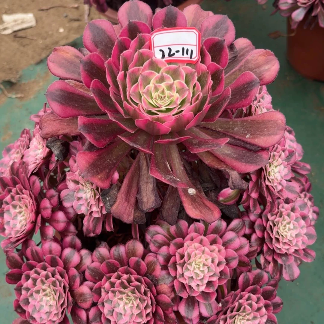 【闪购商品】初*22-111红瞳白多肉