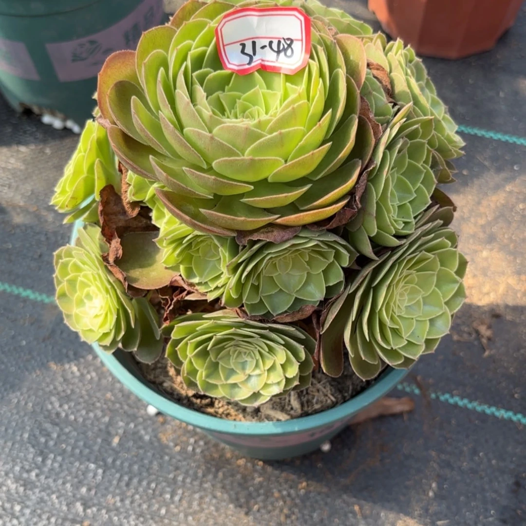 【闪购商品】31-48雨何多肉