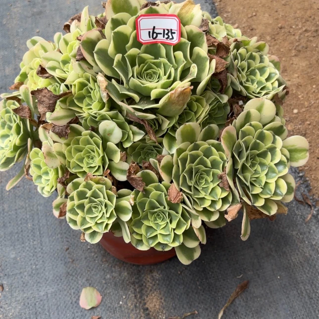 【闪购商品】16-125绿豆沙多肉