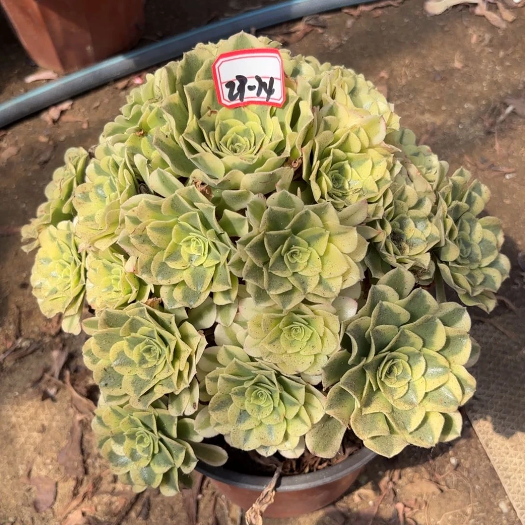 29-74绿豆沙有断枝多肉植物