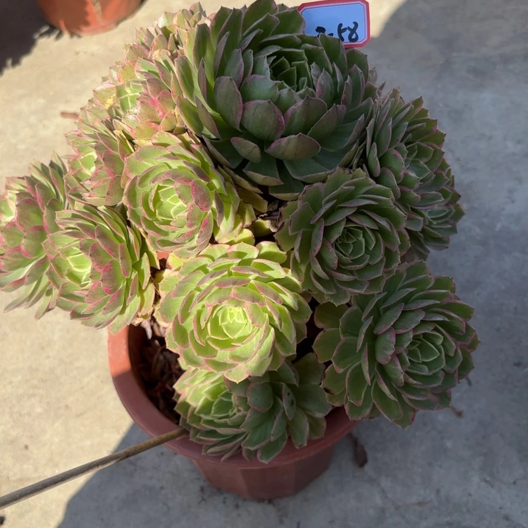 8-58莲花有断枝多肉植物