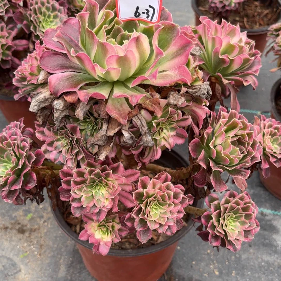 6-37天合多肉植物