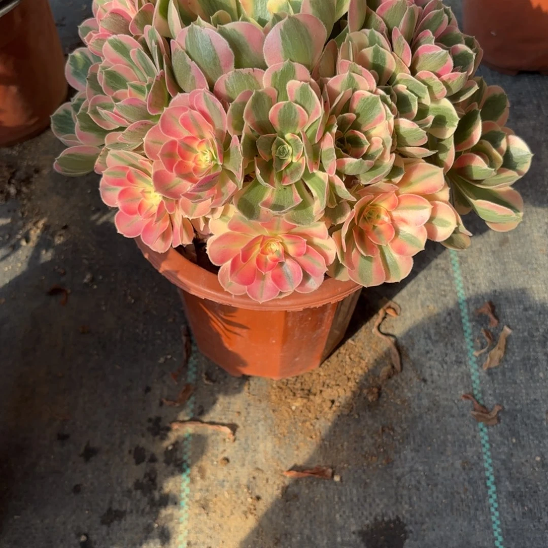 20-74粉女郎多肉植物