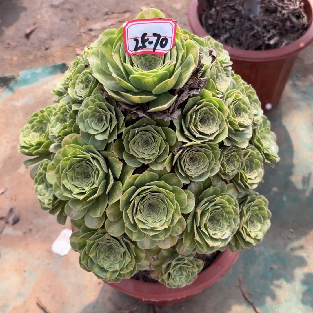 25-70翡翠琉璃多肉植物