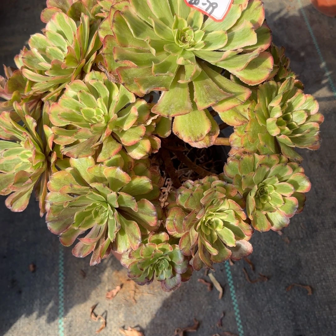 20-79粉黛变异多肉植物