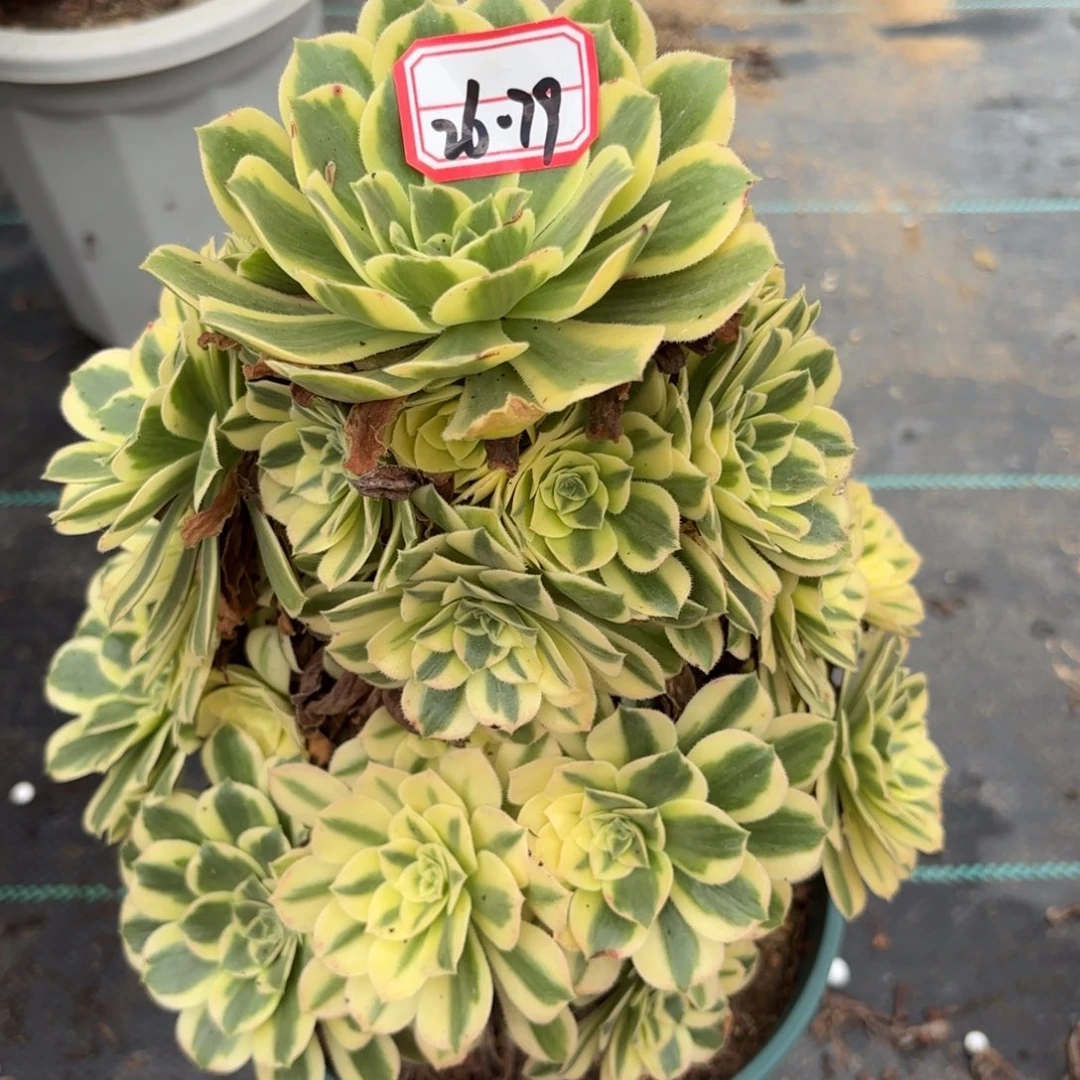26-79艳宁多肉植物