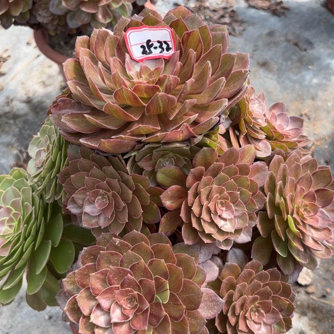 萍*?25-32万灰多肉植物