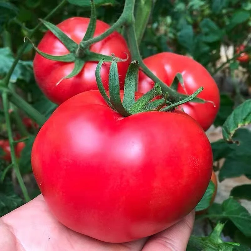 陕西头茬现摘老品种沙瓤有籽水果西红柿 自然熟 新鲜番茄包邮