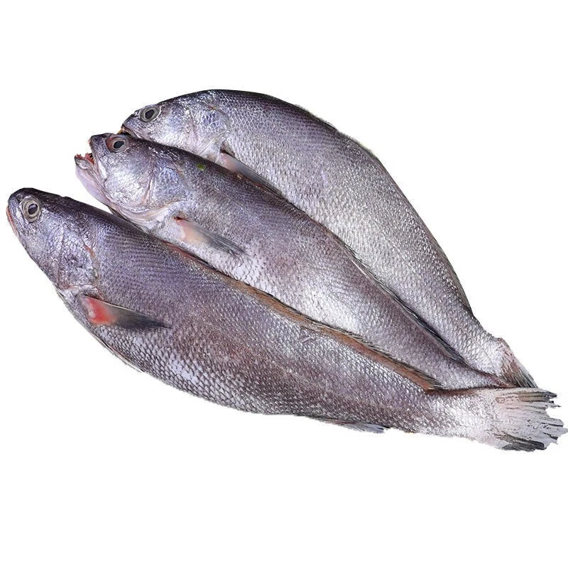 【米鱼现称】宁波石浦海鲜东海海捕本地小船米鱼鮸鱼