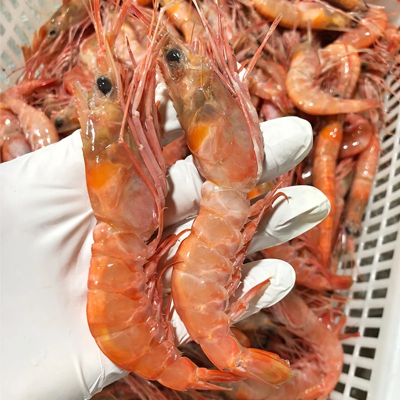 【特大红虾点这里】宁波石浦海鲜东海海捕大海虾大红虾台湾红海虾