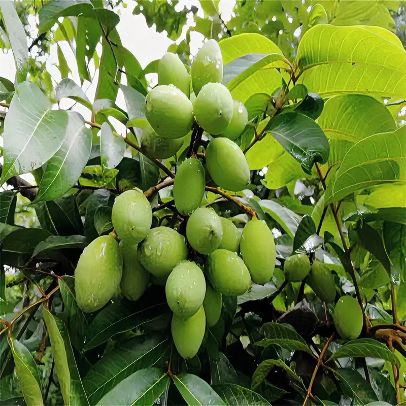 【林峰橄榄】福建闽清特产原味甜种鲜食橄榄500g全国产品包邮规格