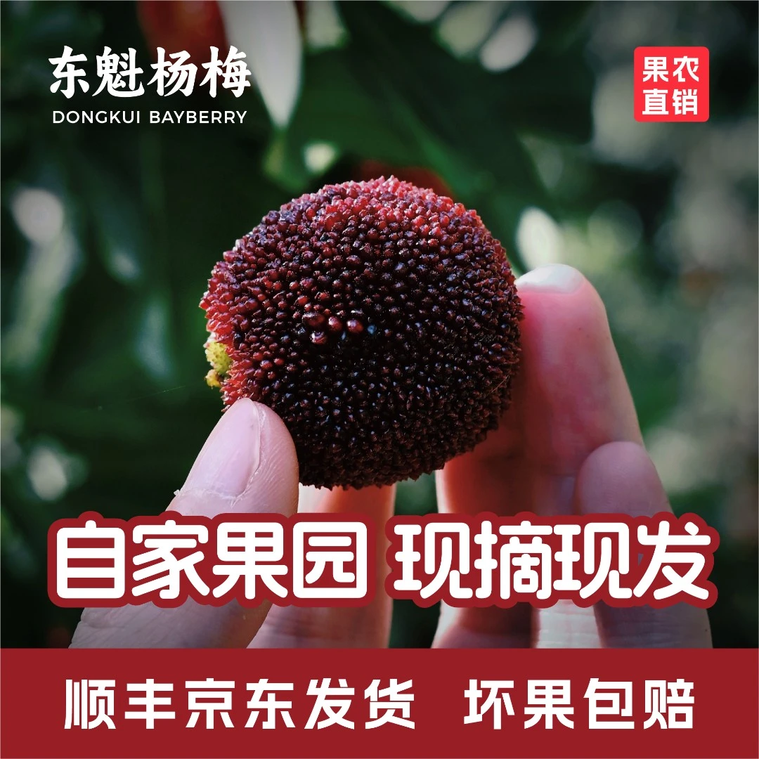 【自家果园】7A东魁杨梅13-20g真空冷鲜包装现摘现发约6斤顺丰冷链