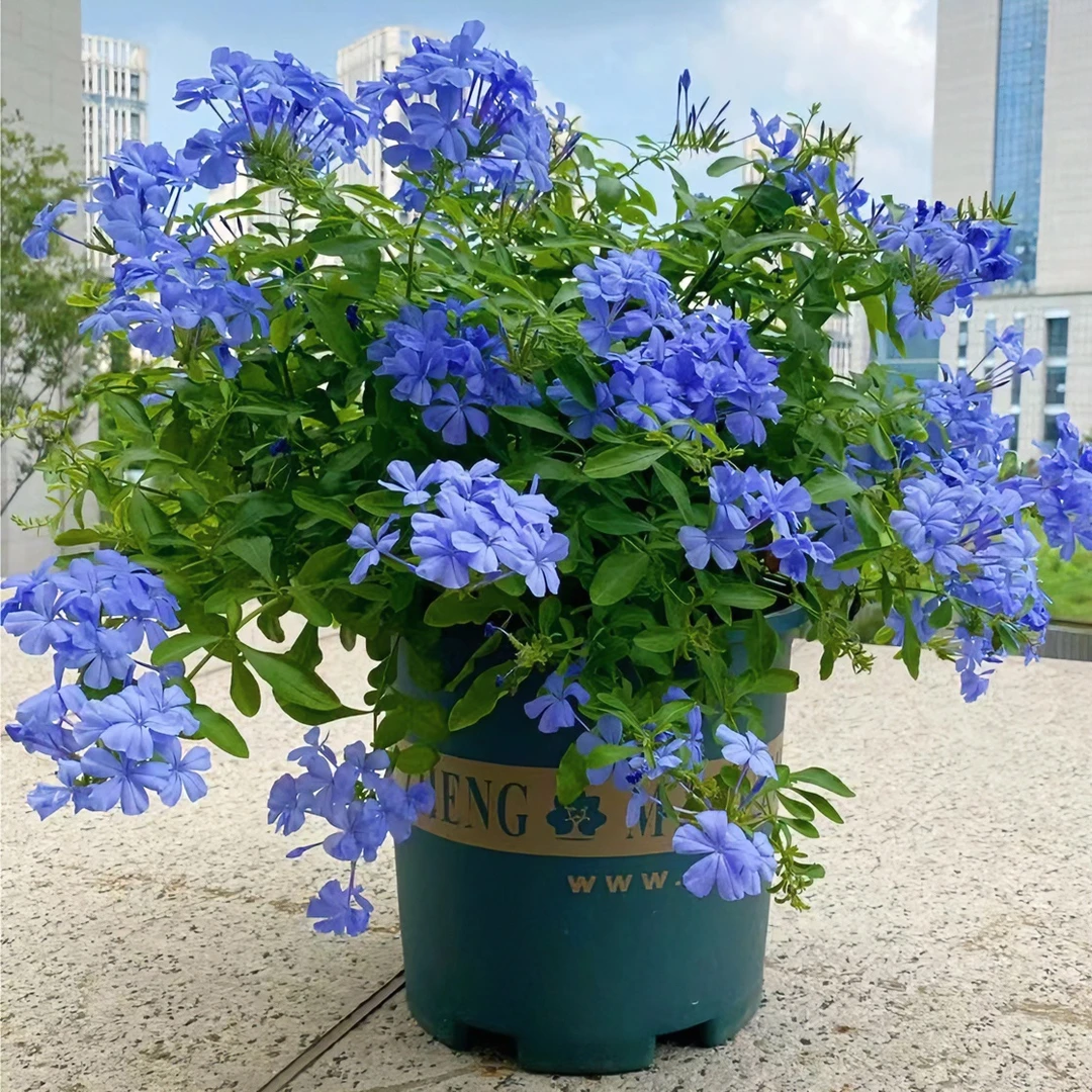 蓝雪花室内外阳台庭院爬藤四季花卉耐热多年生植物绿植秋季盆栽