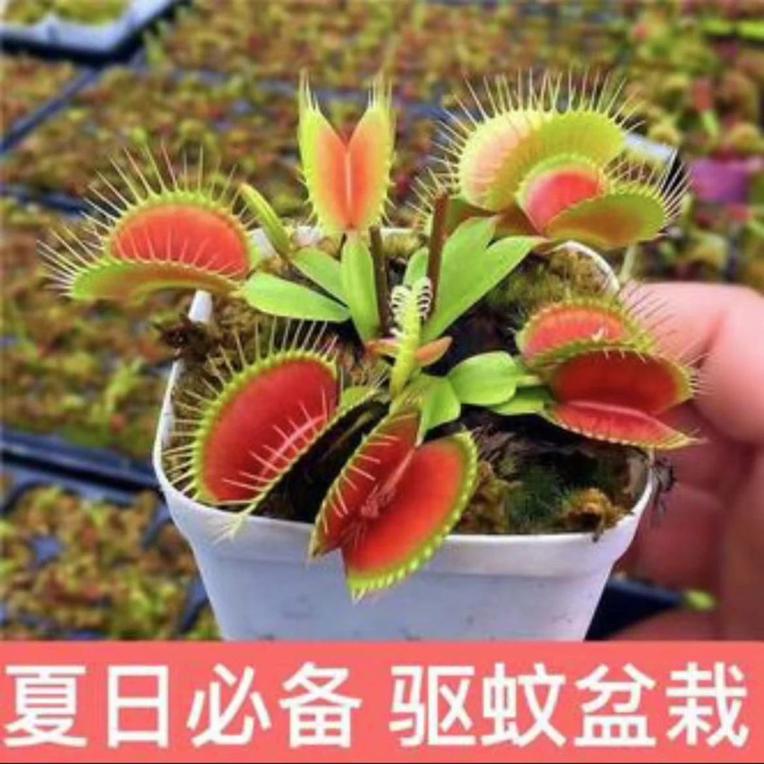 草食虫草驱蚊草巨大夹春夏季直立超大捕蝇草食虫植物捕蚊开花发货