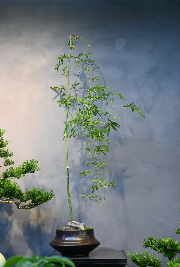 小叶簕竹盆景素材，直播间一物一拍