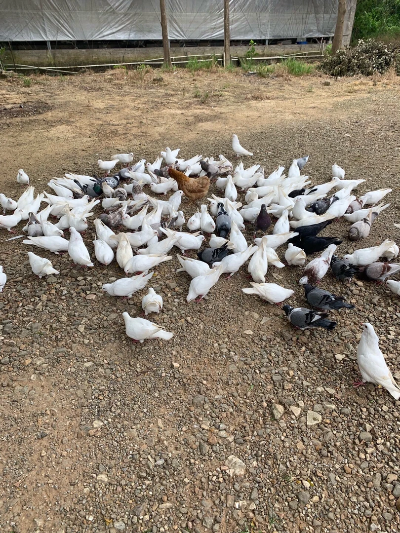 (三年老鸽二只装包邮)农家散养老鸽子单只净重7两以上现杀现发货