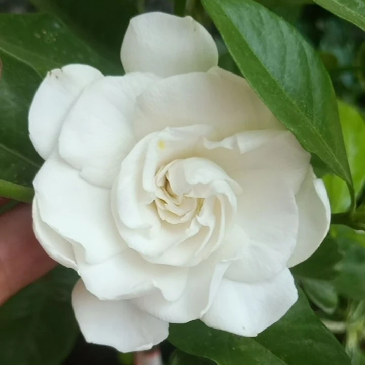 栀子花，大叶，小叶，米叶