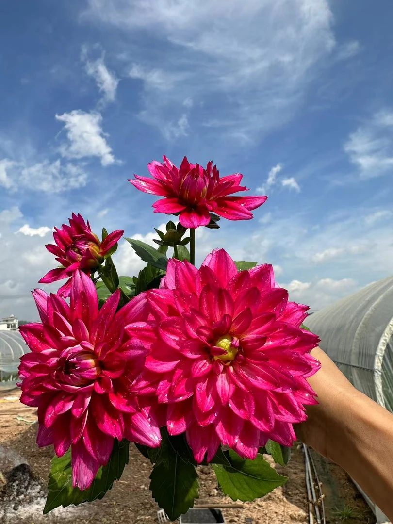 大丽花颜色鲜艳花期长阳台庭院开花植物小丽花
