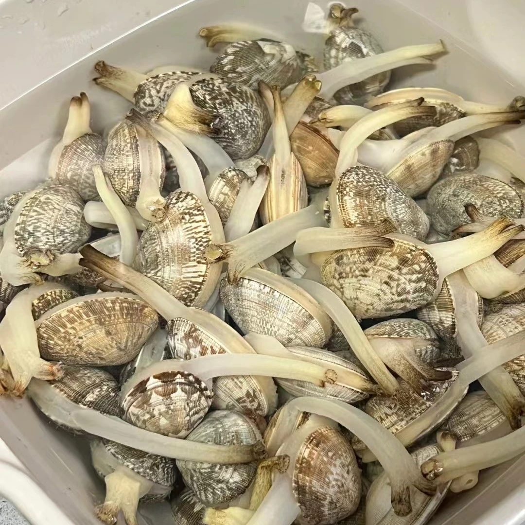 商丘1斤鲜活吐沙花甲【商丘1小时送达】