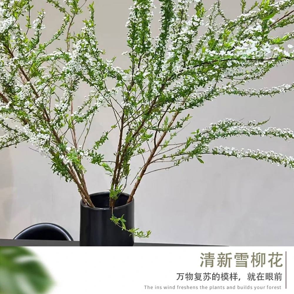 雪柳鲜枝带花苞干枝支水养插花水培绿植物鲜花卉室内盆栽龙柳好活