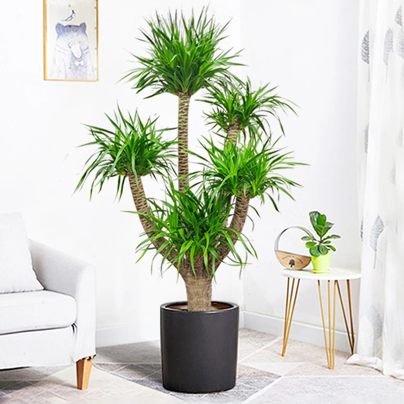 龙须树多头龙血树室内客厅大型绿植盆栽盆景耐阴四季好养长青植物