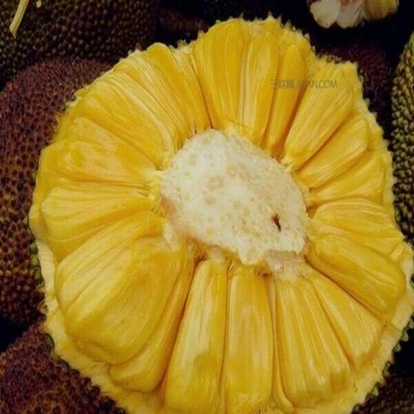 无品牌 越南红肉菠萝蜜一整个32元起越南