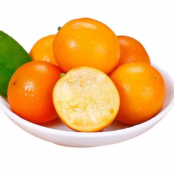 脆蜜金柑纯甜一斤装广西壮族自治区