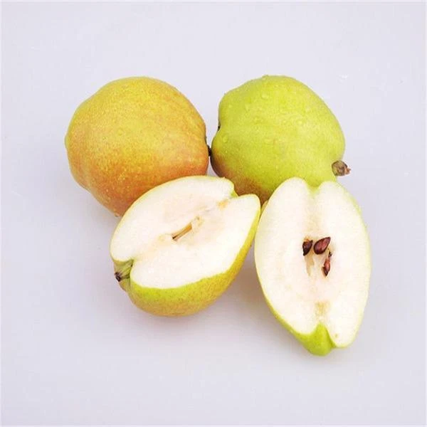 【切片】库尔勒香梨