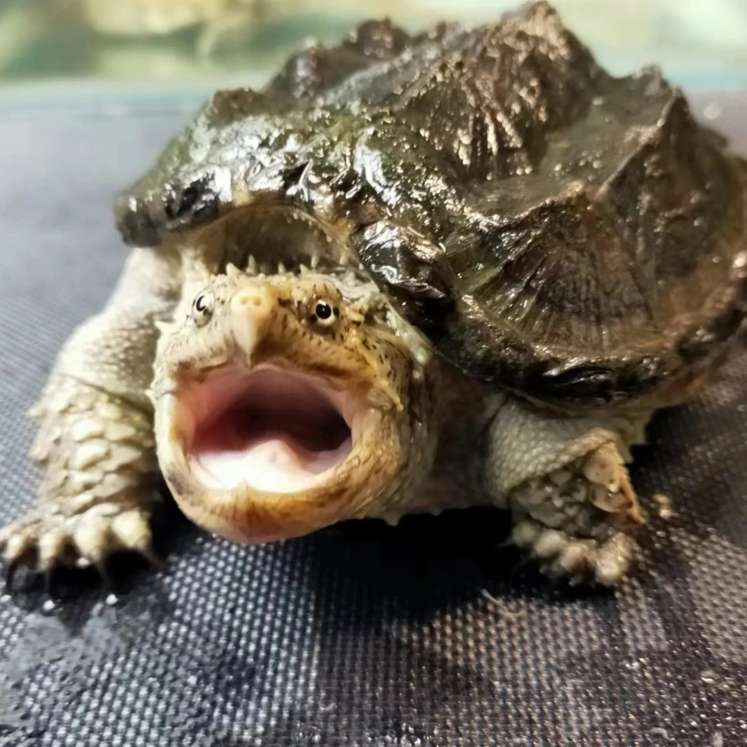 小龟龟鳖宠物龟原种佛爆刺大头蛤蟆脸