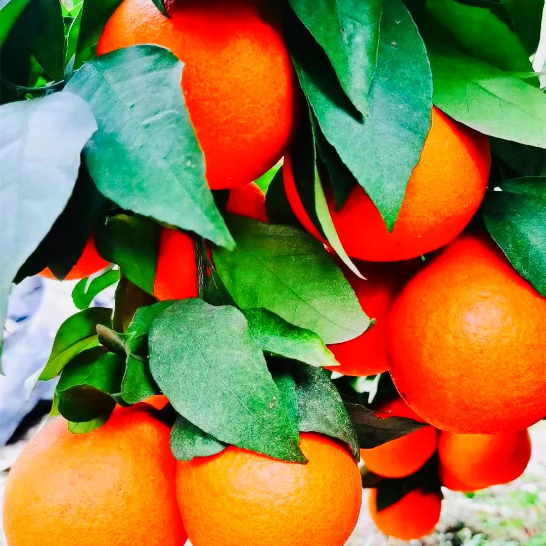 1年爱媛58号杯苗3年大杯苗爱媛58号树势旺盛直播间一物一拍墨兰