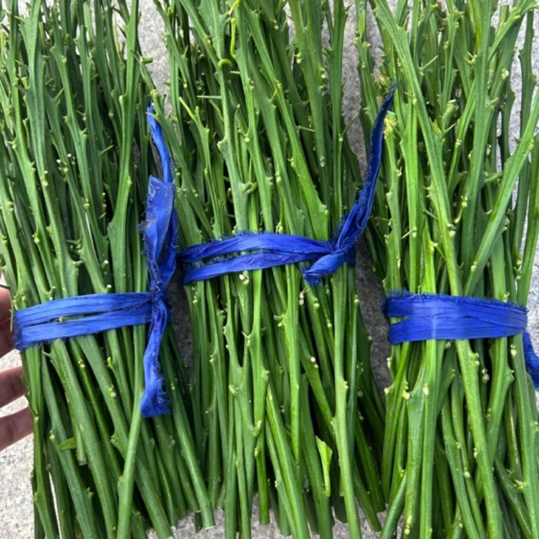 爱媛62号嫁接枝条下单现剪发货源头种苗保真