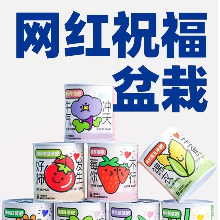 种植迷你盆栽小番茄桌面好养绿植DIY