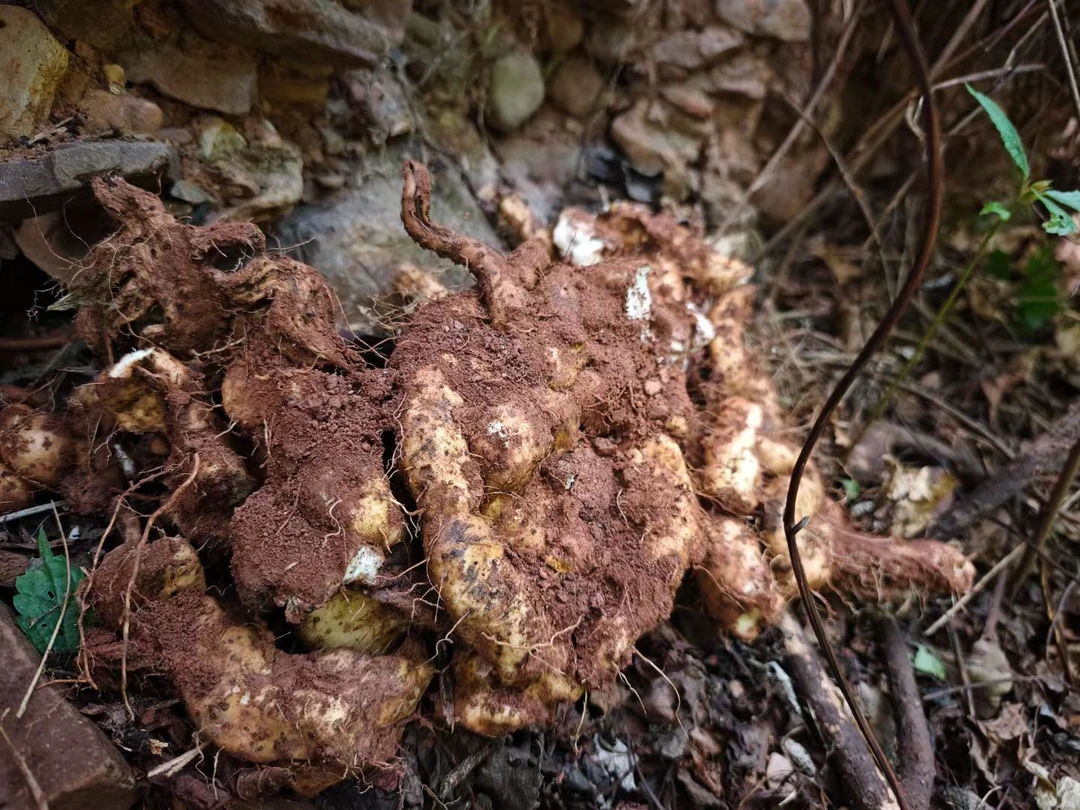 大龙自挖广西深山原生态   野生山药 自然生长  鲜货