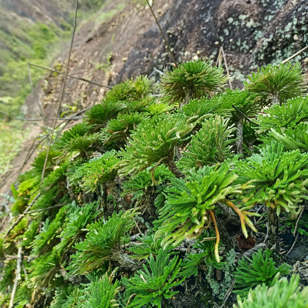 还魂草卷柏绿色盆栽微型迷你盆景创意绿植花卉百日晒假山造景