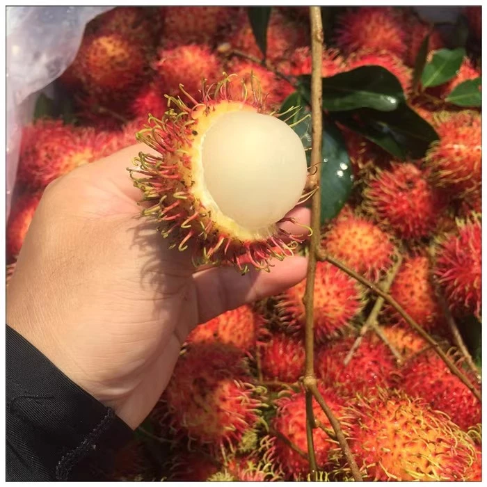 现货泰国新鲜红毛丹毛荔枝大果新鲜水水果红毛丹孕妇水果包邮