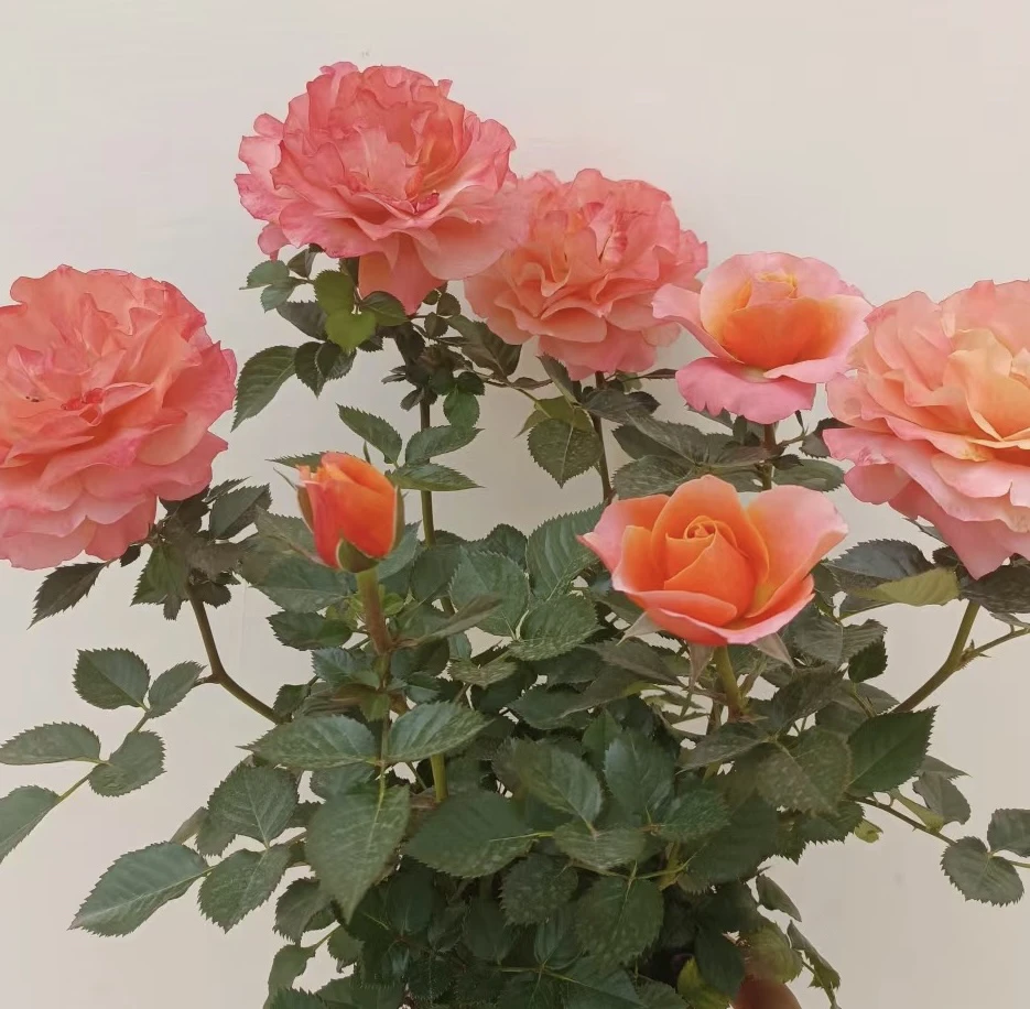 【橙色甜心】180盆多棵扦插盆栽月季庭院花卉阳台绿植四季开放修剪