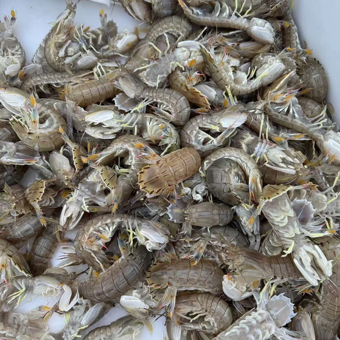 【皮皮虾】当地虾爬子-保8分肥-顺丰包邮（大中小混装，介意勿拍！！）